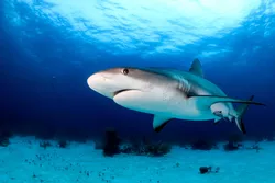 Examen Vido Du Shark IONFlex 2X DuoClean